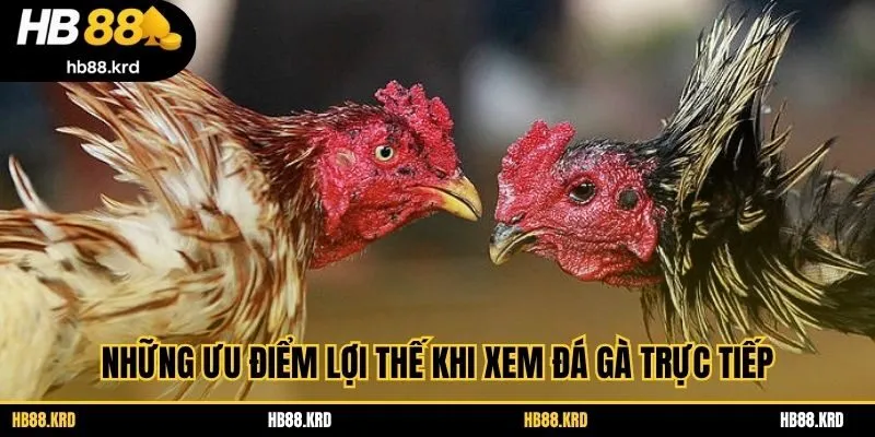Những ưu điểm lợi thế khi xem đá gà trực tiếp
